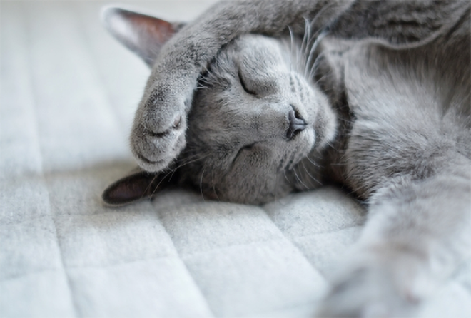 寝転がる猫